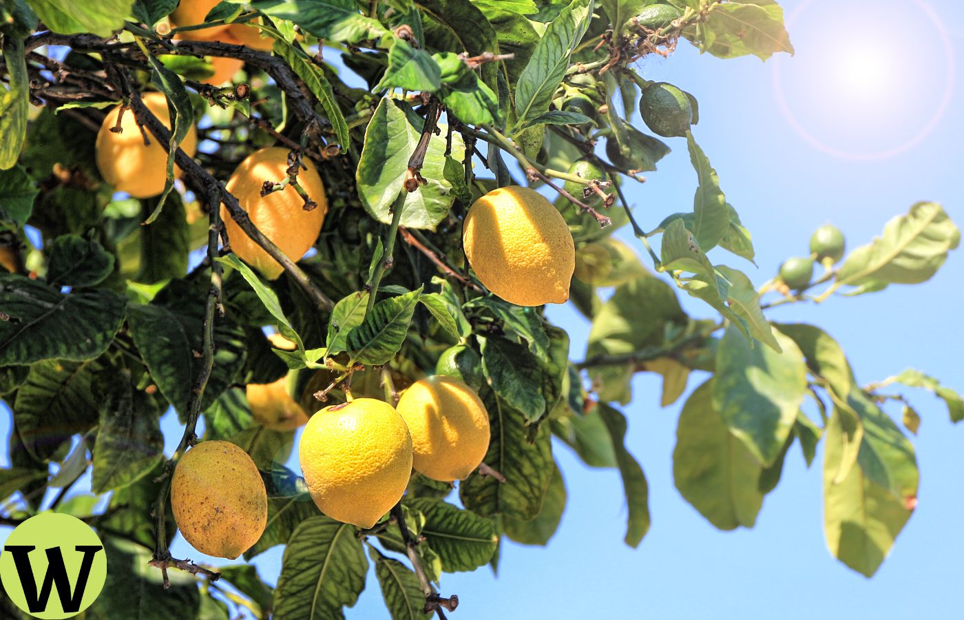 Est-ce que le citron est bon pour les triglycérides ?