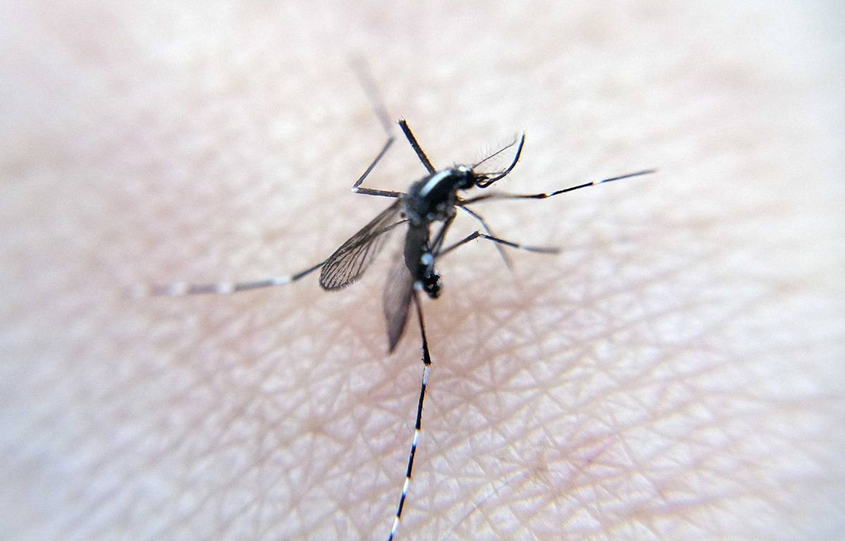 La start-up Terratis envisage l'ouverture d'une ferme de stérilisation de moustiques tigres.