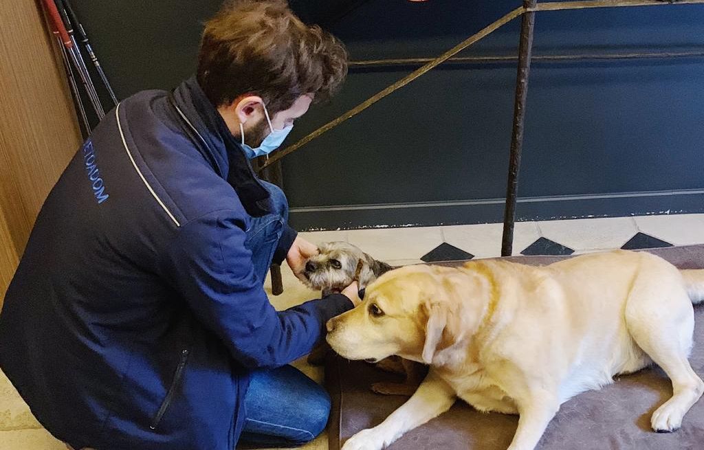 "Le quotidien d'un vétérinaire urgentiste : démontage des mythes sur les chiens agressifs"