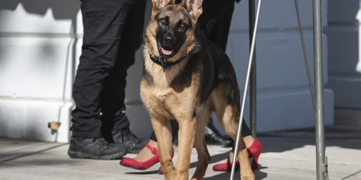 Le chien de Biden, Commander, mord un autre agent du Secret Service.