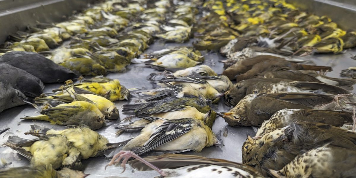 Près de 1 000 oiseaux chanteurs migrateurs s'écrasent contre un hall d'exposition à Chicago