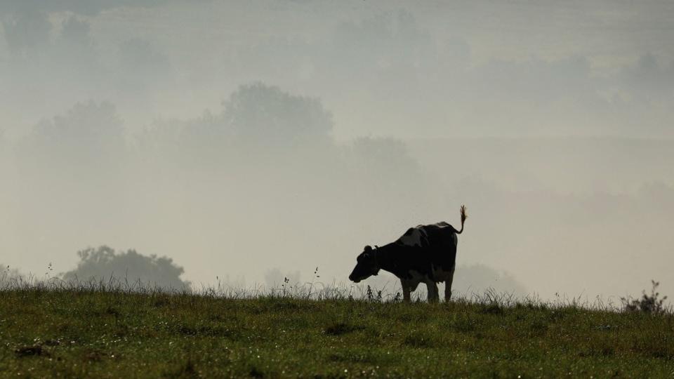 Quelle est cette épidémie fatale qui affecte les animaux d'élevage : La langue bleue en question.